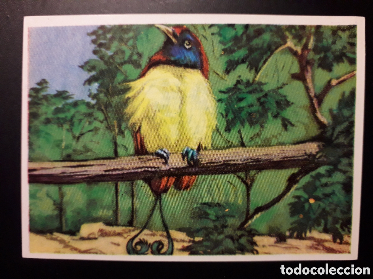 Coleccionismo Cromos antiguos: AVE DEL PARA&Iacute;SO, HISTORIA NATURAL BRUGUERA 1967 N&deg; 321 SIN PEGAR. PEDIDO M&Iacute;NIMO 3&euro;