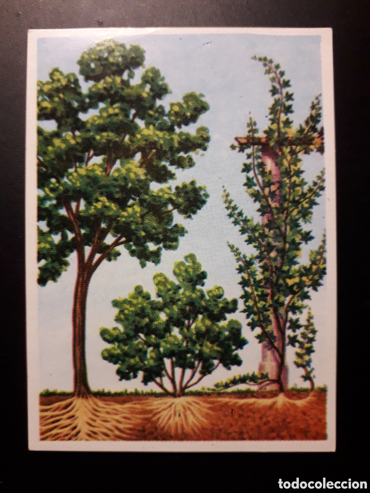 Coleccionismo Cromos antiguos: &Aacute;RBOL, ARBUSTO, TREPADORA, HISTORIA NATURAL BRUGUERA 1967 N&deg; 382 SIN PEGAR. PEDIDO M&Iacute;NIMO 3&euro;