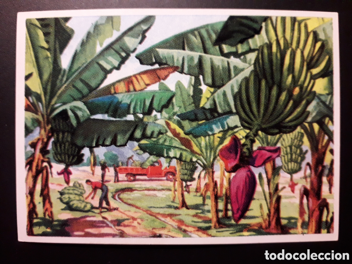 Coleccionismo Cromos antiguos: PLATANAL CANARIO HISTORIA NATURAL BRUGUERA 1967 N&deg; 403 SIN PEGAR. PEDIDO M&Iacute;NIMO 3&euro;