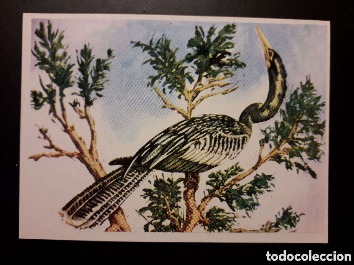Collezionismo Figurine antiche: AVES, ANHINGA, HISTORIA NATURAL BRUGUERA 1967 N&deg; 365 SIN PEGAR. PEDIDO M&Iacute;NIMO 3&euro;