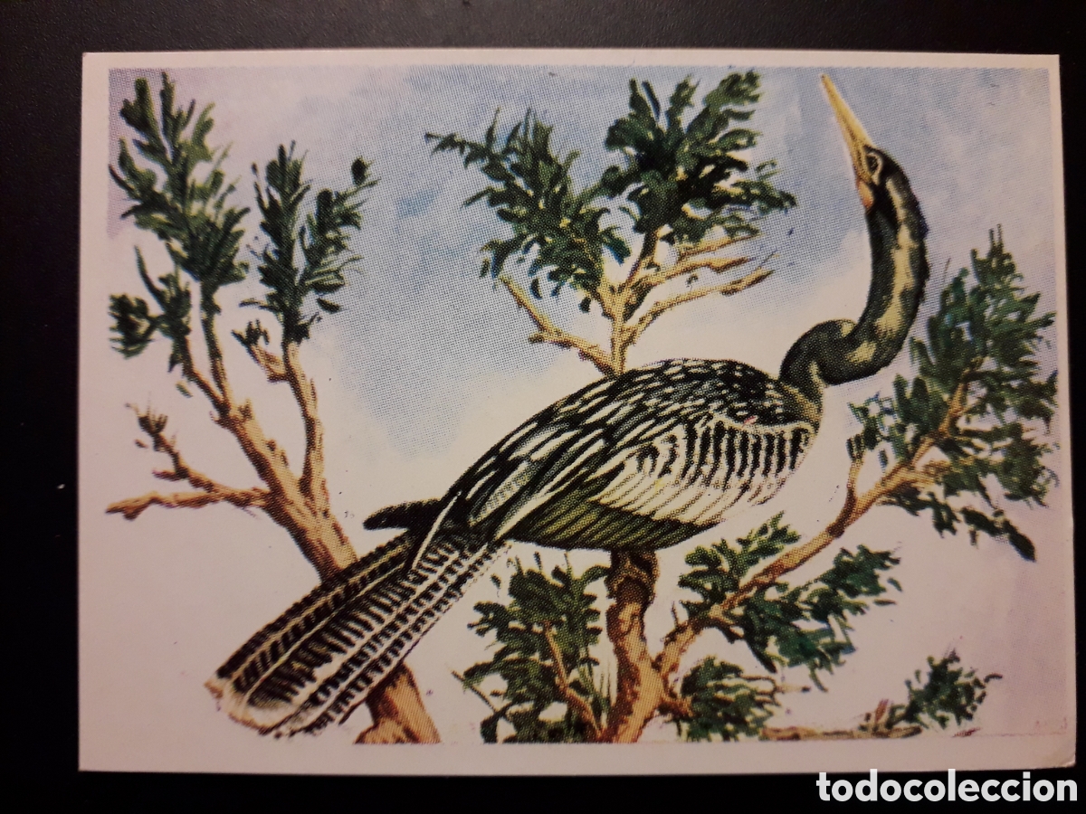 Collezionismo Figurine antiche: AVES, ANHINGA, HISTORIA NATURAL BRUGUERA 1967 N&deg; 365 SIN PEGAR. PEDIDO M&Iacute;NIMO 3&euro;
