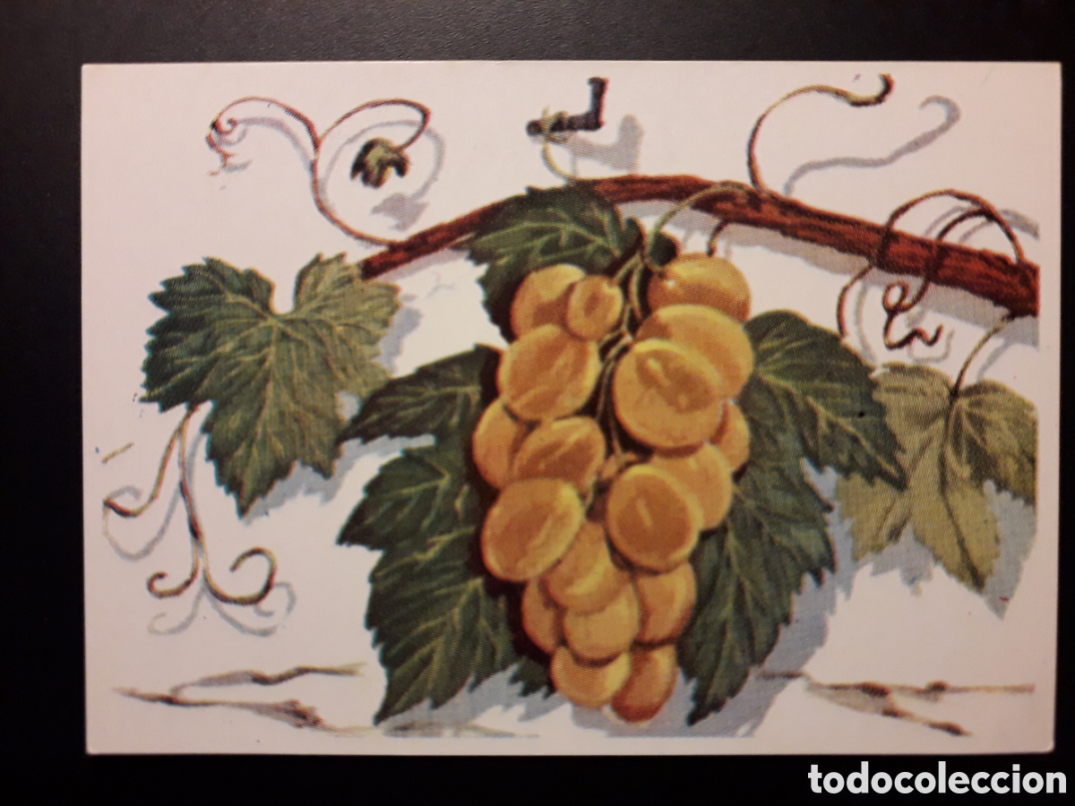 Collezionismo Figurine antiche: RACIMO DE UVAS, PARRA, VID, HISTORIA NATURAL BRUGUERA 1967 N&deg; 491 SIN PEGAR. PEDIDO M&Iacute;NIMO 3&euro;.