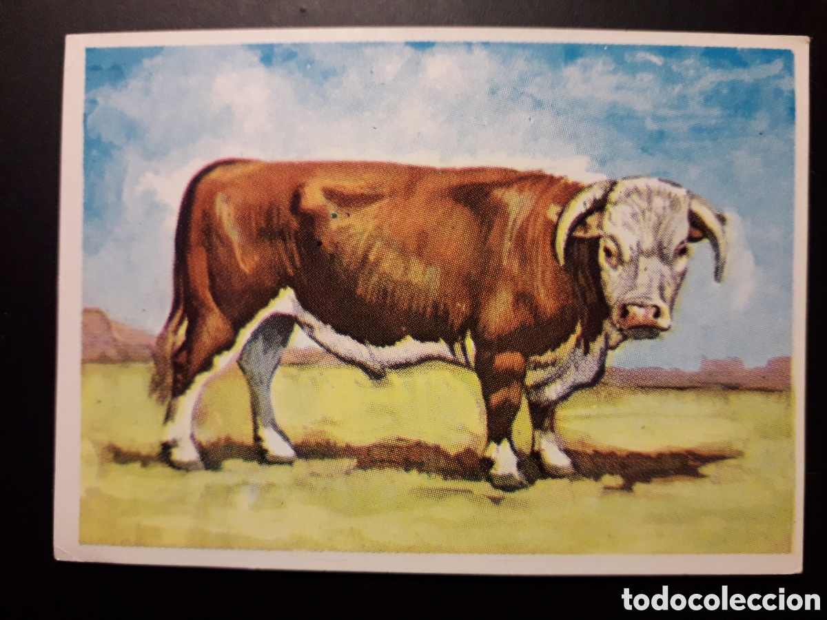 Coleccionismo Cromos antiguos: ZOOLOG&Iacute;A, HISTORIA NATURAL BRUGUERA 1967 CROMO FUERA DE SERIE SIN PEGAR. PEDIDO M&Iacute;NIMO 3&euro;.
