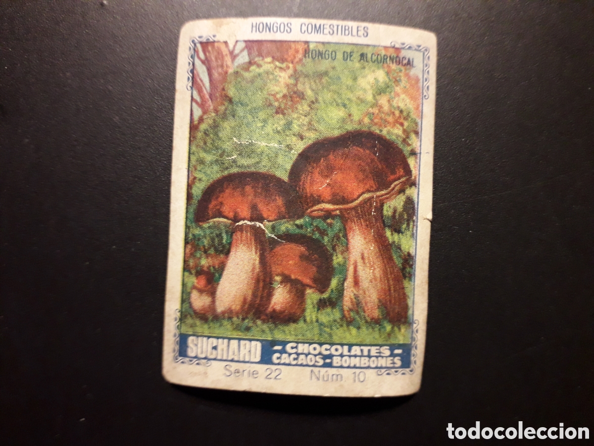 Collectable Antique Stickers: HONGOS COMESTIBLES SERIE 22 N&deg; 10 ALBUM AZUL SUCHARD 1932 SIN PEGAR RAJITA LATERAL PEDIDO M&Iacute;NIMO 3&euro;.