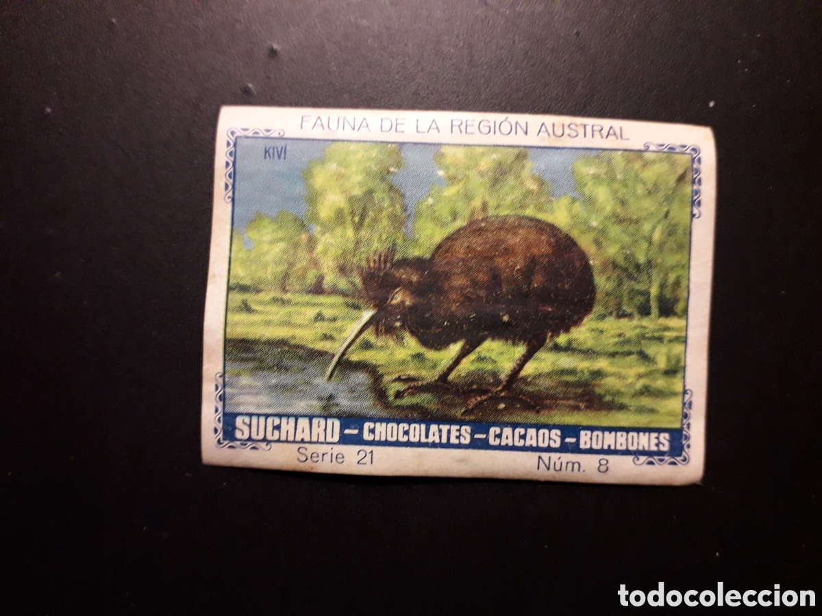 Collectable Antique Stickers: KIWI, FAUNA REGIONAL AUSTRAL SERIE 21 N&deg; 8 ALBUM AZUL SUCHARD 1932 SIN PEGAR. PEDIDO M&Iacute;NIMO 3&euro;