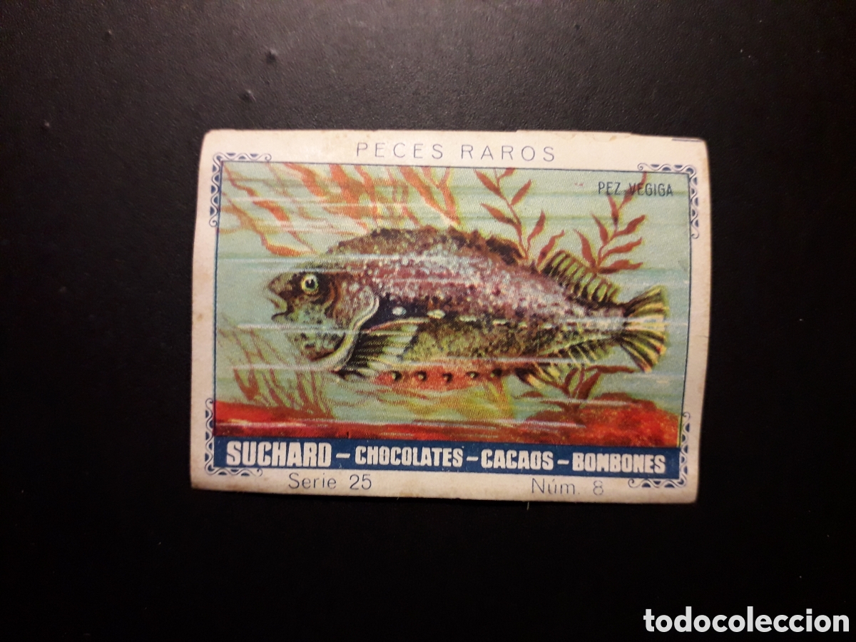 Collectable Antique Stickers: PECES RAROS SERIE 25 N&deg; 8 ALBUM AZUL SUCHARD 1932 DESPEGADO. PEDIDO M&Iacute;NIMO 3&euro;