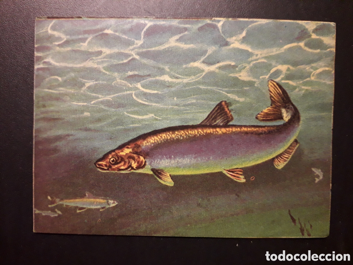 Collectable Antique Stickers: PECES, EL PORQU&Eacute; DE LAS COSAS 3 BIMBO 1972 N&deg; 40 SIN PEGAR. PEDIDO M&Iacute;NIMO 3&euro;.