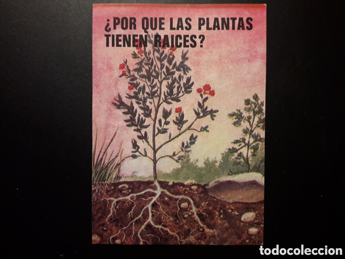 Collectable Antique Stickers: RA&Iacute;CES DE LAS PLANTAS, EL PORQU&Eacute; DE LAS COSAS 3 BIMBO 1972 N&deg; 41 SIN PEGAR. PEDIDO M&Iacute;NIMO 3&euro;.