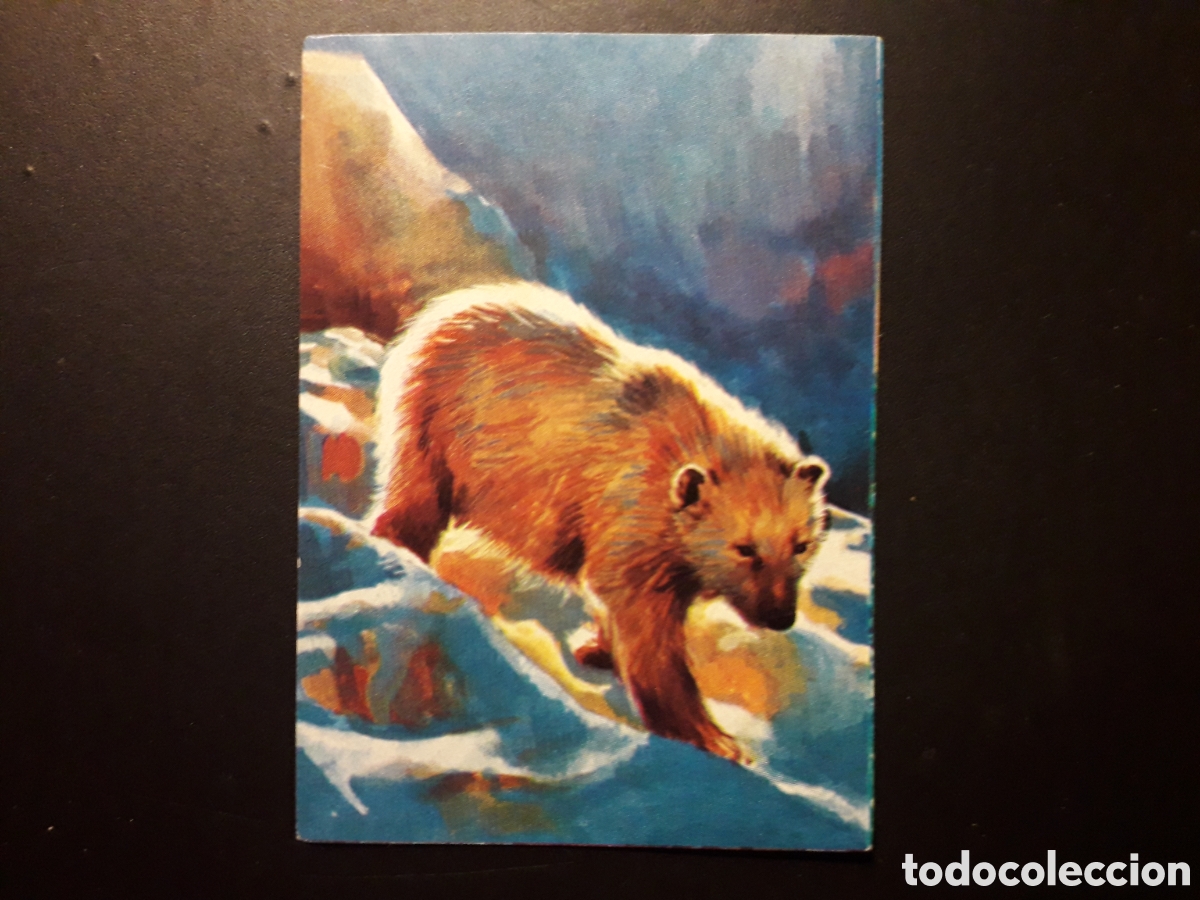 Collectable Antique Stickers: OSO POLAR, EL PORQU&Eacute; DE LAS COSAS 3 BIMBO 1972 N&deg; 50 SIN PEGAR. PEDIDO M&Iacute;NIMO 3&euro;