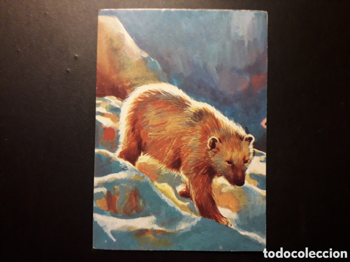 Collectable Antique Stickers: OSO POLAR, EL PORQU&Eacute; DE LAS COSAS 3 BIMBO 1972 N&deg; 50 SIN PEGAR. PEDIDO M&Iacute;NIMO 3&euro;