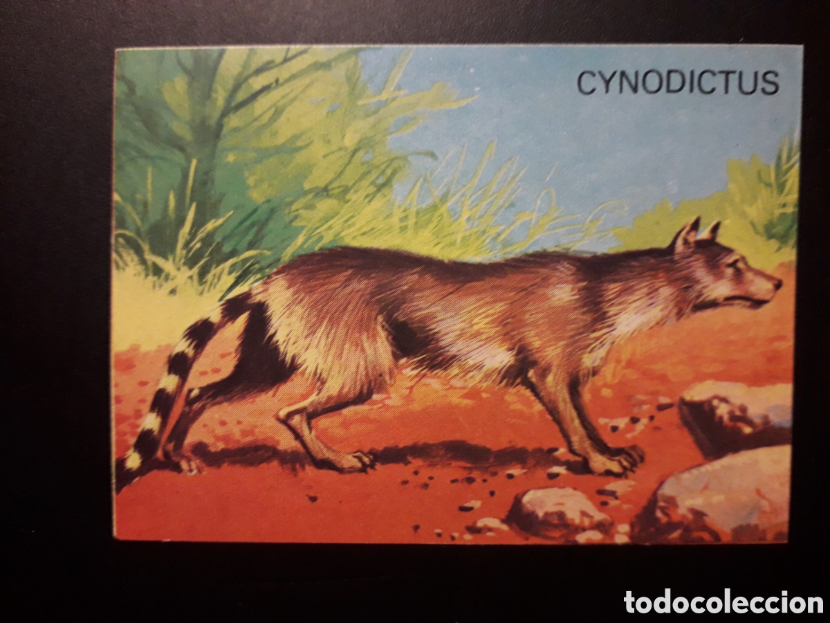 Collectable Antique Stickers: CYNODICTUS, EL PORQU&Eacute; DE LAS COSAS 3 BIMBO 1972 N&deg; 60 SIN PEGAR. PEDIDO M&Iacute;NIMO 3&euro;.