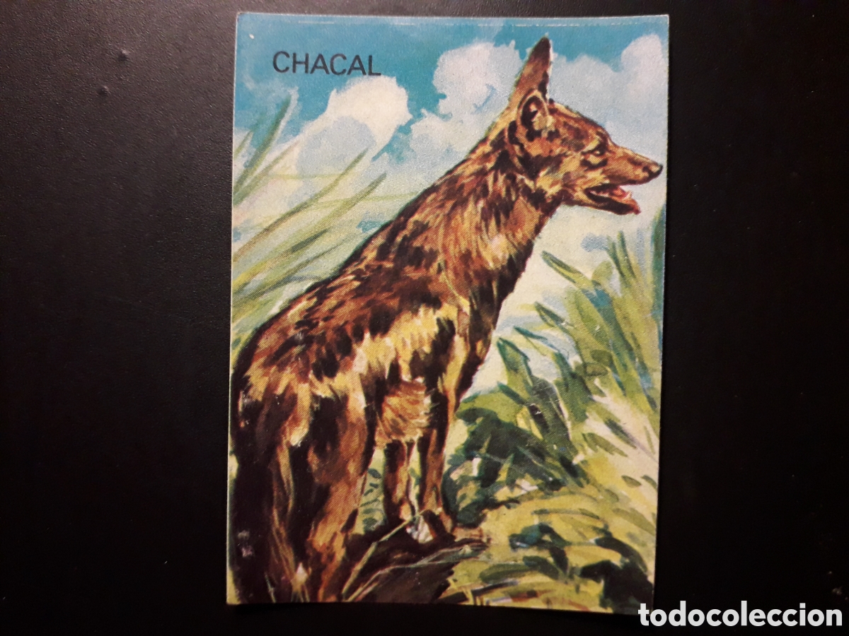 Collectable Antique Stickers: CHACAL, EL PORQU&Eacute; DE LAS COSAS 3 BIMBO 1972 N&deg; 62 SIN PEGAR. PEDIDO M&Iacute;NIMO 3&euro;.