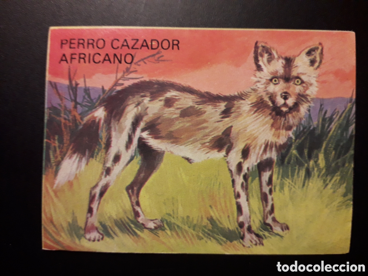 Collectable Antique Stickers: PERRO CAZADOR AFRICANO, EL PORQU&Eacute; DE LAS COSAS 3 BIMBO 1972 N&deg; 63 SIN PEGAR. PEDIDO M&Iacute;NIMO 3&euro;