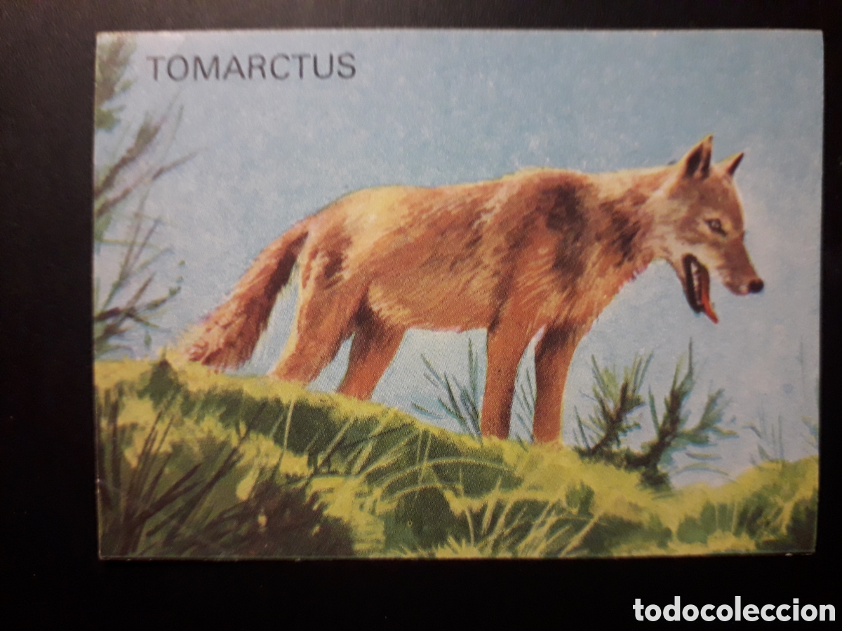 Collectable Antique Stickers: TOMARCTUS, EL PORQU&Eacute; DE LAS COSAS 3 BIMBO 1972 N&deg; 64 SIN PEGAR. PEDIDO M&Iacute;NIMO 3&euro;
