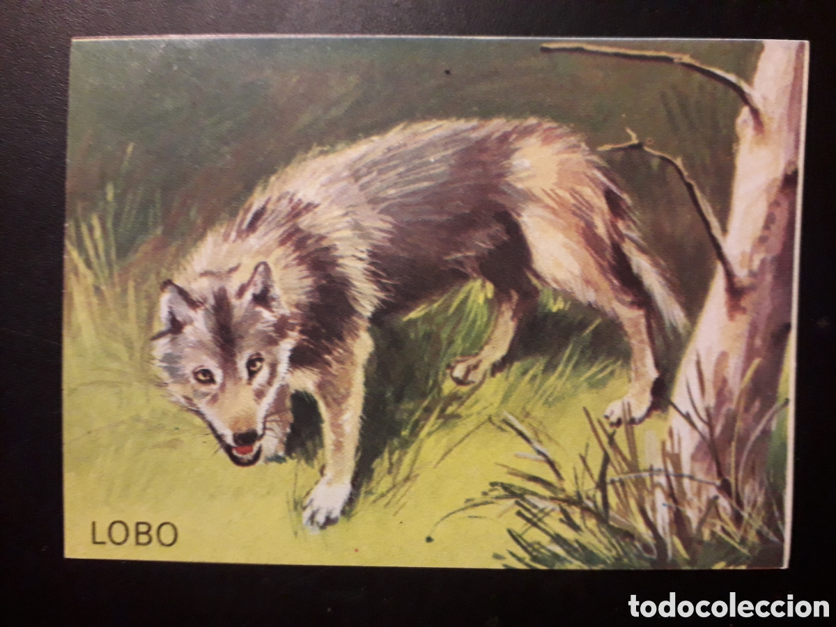 Collectable Antique Stickers: EL LOBO, EL PORQU&Eacute; DE LAS COSAS 3 BIMBO 1972 N&deg; 65 SIN PEGAR. PEDIDO M&Iacute;NIMO 3&euro;
