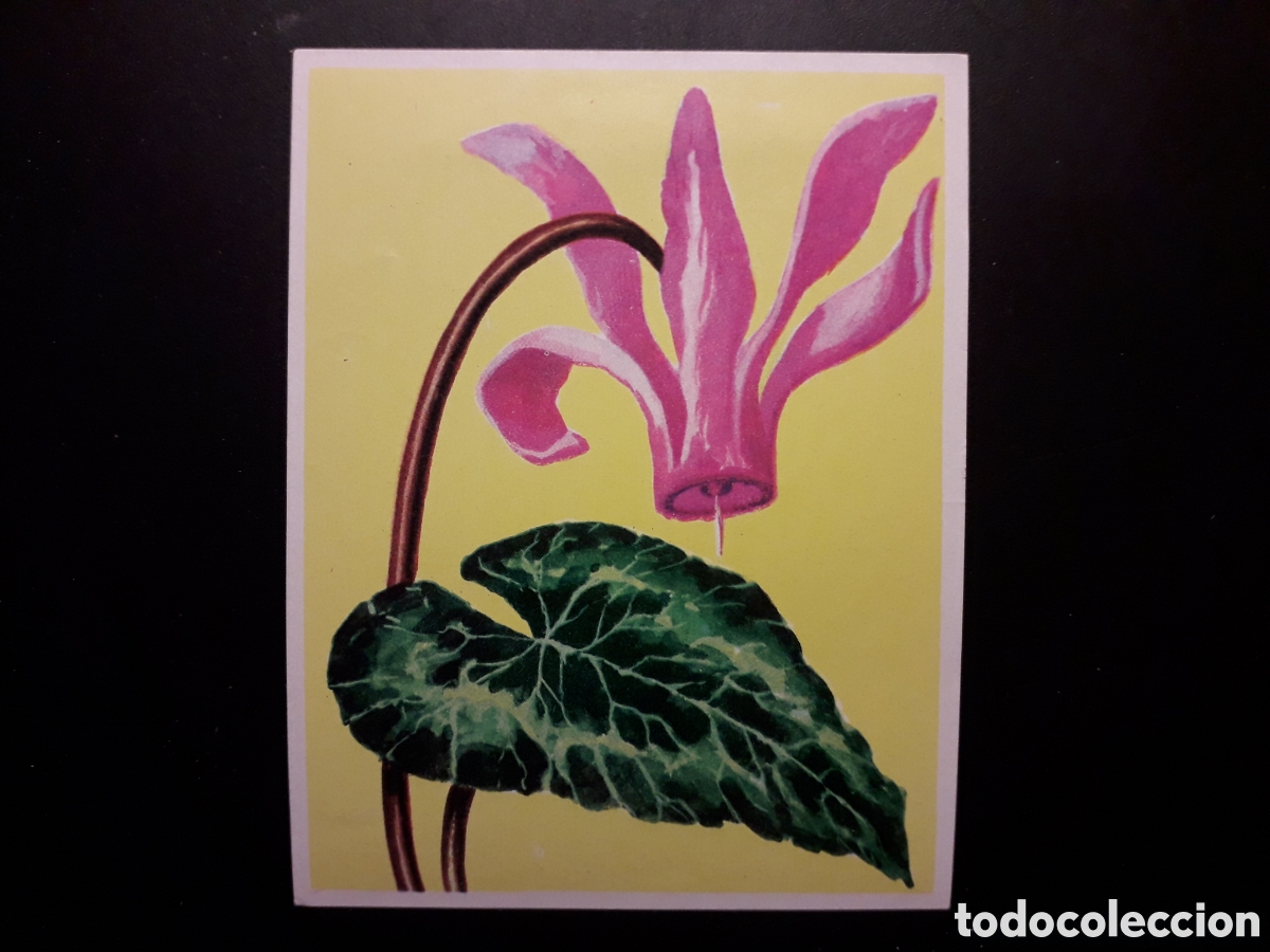 Collectionnisme Cartes &agrave; collectionner anciennes: CICLANEN. NATURALEZA Y EL HOMBRE. MAGA 1967 N&deg; 226 SIN PEGAR. FOTOS. PEDIDO M&Iacute;NIMO 3 &euro;