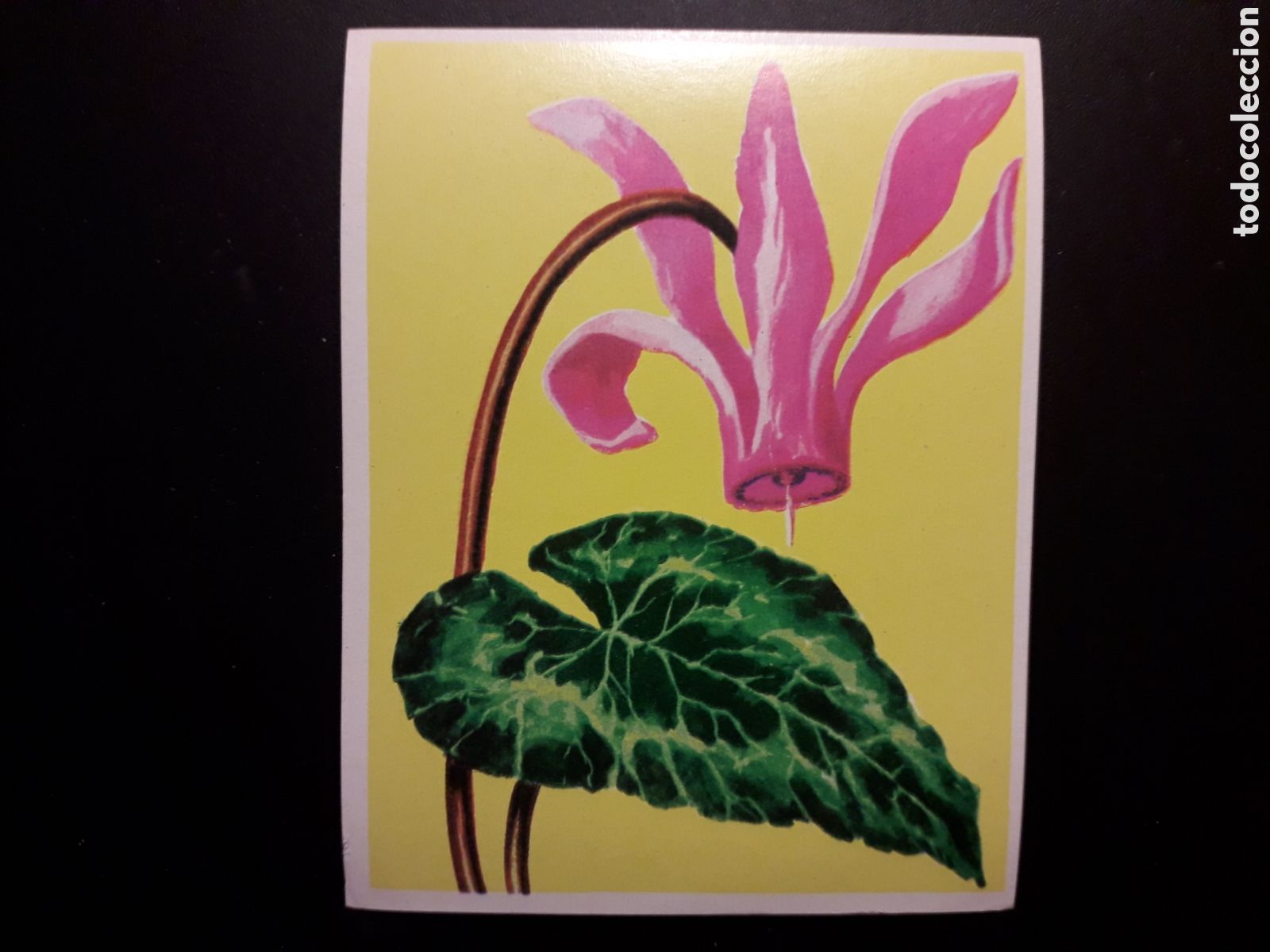 Colecionismo Cromos antigos: CICLAMEN. NATURALEZA Y EL HOMBRE. MAGA 1967 N&deg; 226 SIN PEGAR. FOTOS. PEDIDO M&Iacute;NIMO 3 &euro;