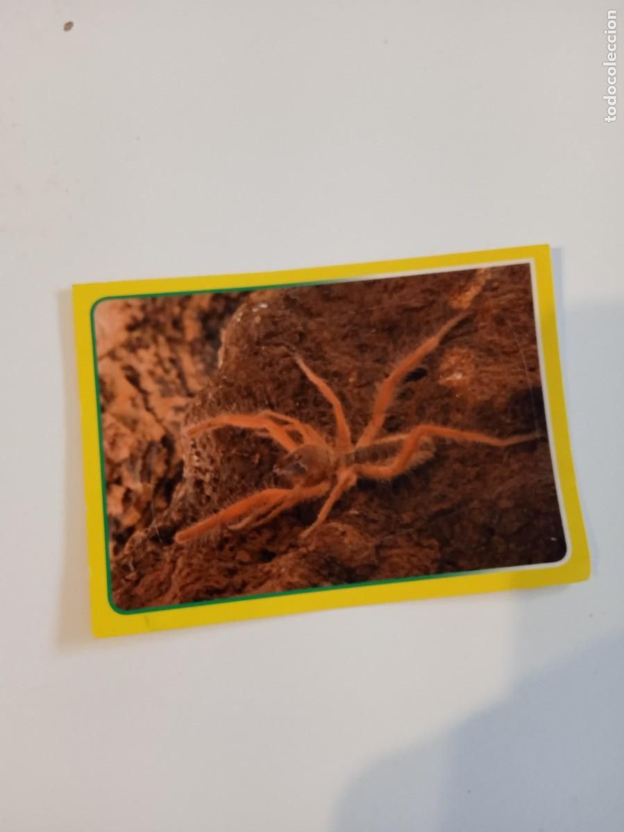 Collectionnisme Cartes &agrave; collectionner anciennes: C-ESS CROMO SIN PEGAR EL GRAN ALBUM DEL MUNDO ANIMAL 2014 N&ordm; 88