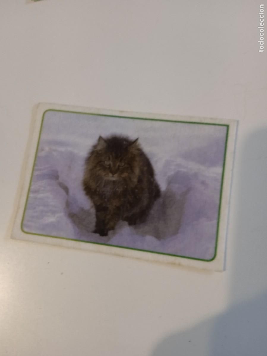 Collectionnisme Cartes &agrave; collectionner anciennes: C-ESS CROMO SIN PEGAR EL GRAN ALBUM DEL MUNDO ANIMAL 2014 N&ordm; 314
