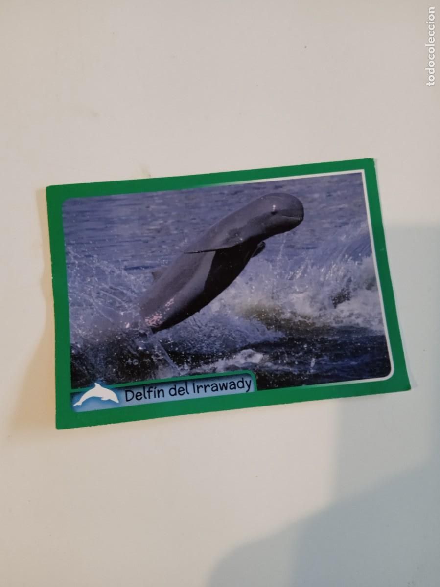 Collectionnisme Cartes &agrave; collectionner anciennes: C-ESS CROMO SIN PEGAR EL GRAN ALBUM DEL MUNDO ANIMAL 2014 N&ordm; 24