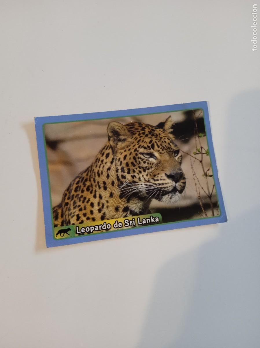 Collectionnisme Cartes &agrave; collectionner anciennes: C-ESS CROMO SIN PEGAR EL GRAN ALBUM DEL MUNDO ANIMAL 2013 N&ordm; 261