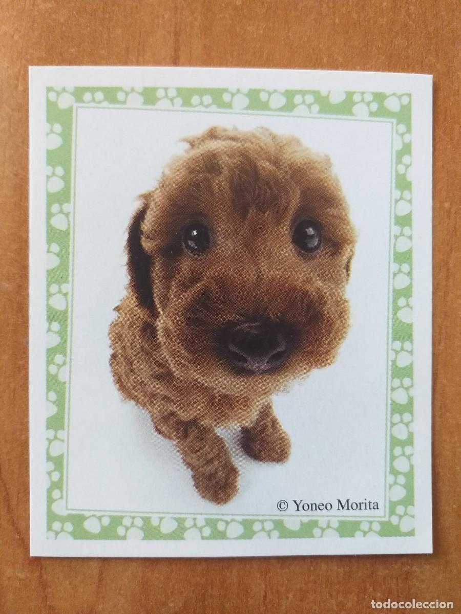 Coleccionismo cromos antiguos: CROMO MUNDO CANINO Y DIVERTIDO N&ordm; 156