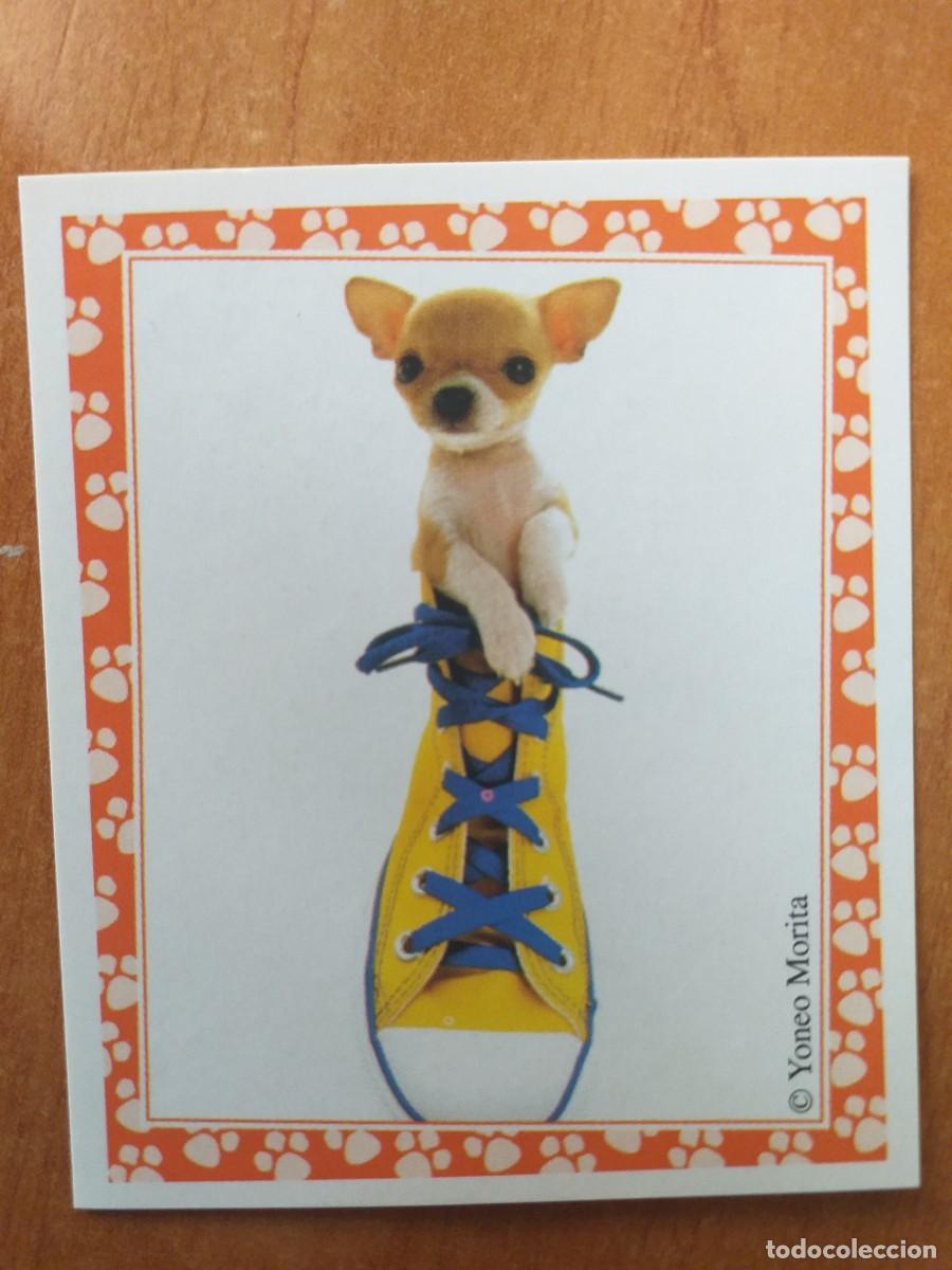 Coleccionismo cromos antiguos: CROMO COLECCI&Oacute;N MUNDO CANINO Y DIVERTIDO N&ordm; 16