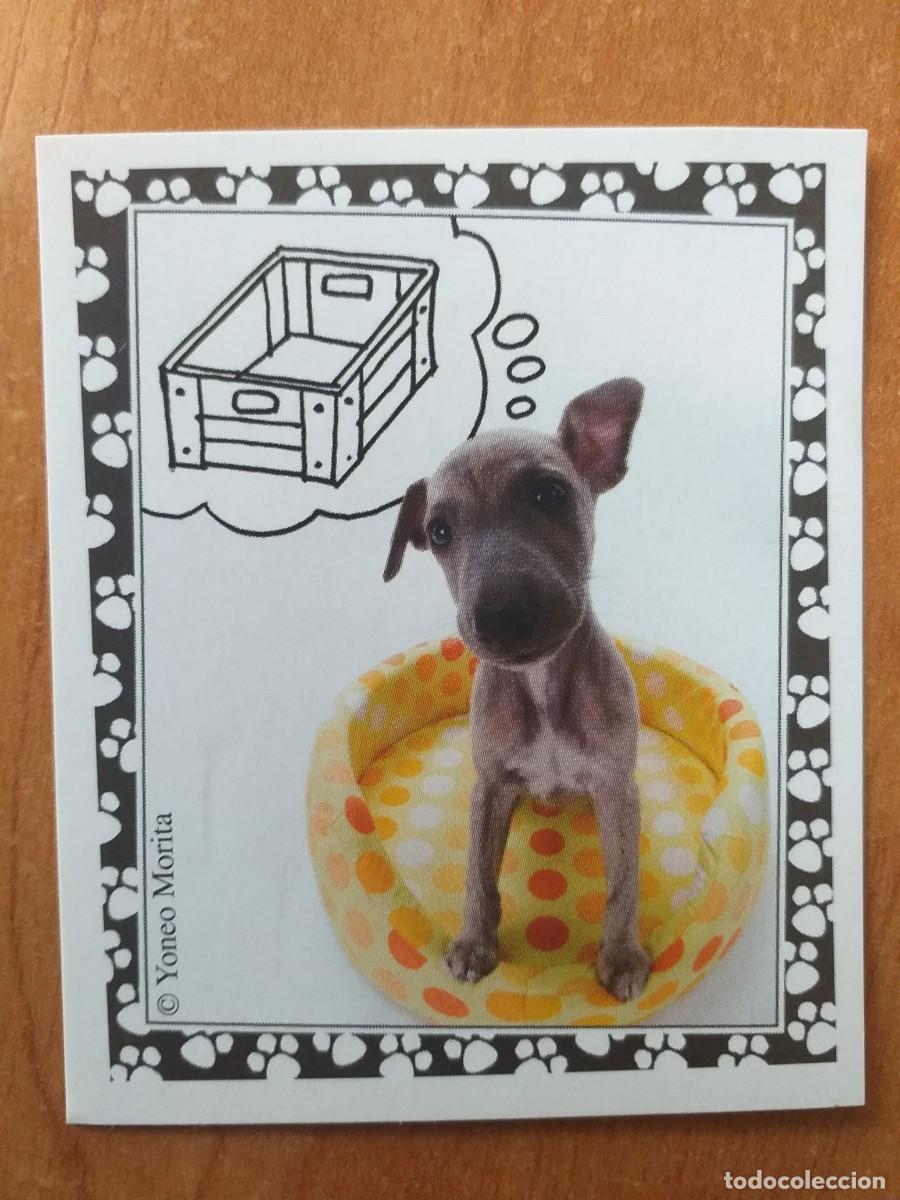 Coleccionismo cromos antiguos: CROMO COLECCI&Oacute;N MUNDO CANINO Y DIVERTIDO N&ordm; 42
