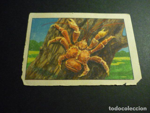 Coleccionismo Cromos antiguos: CROMO ANTIGUO DE CHOCOLATES