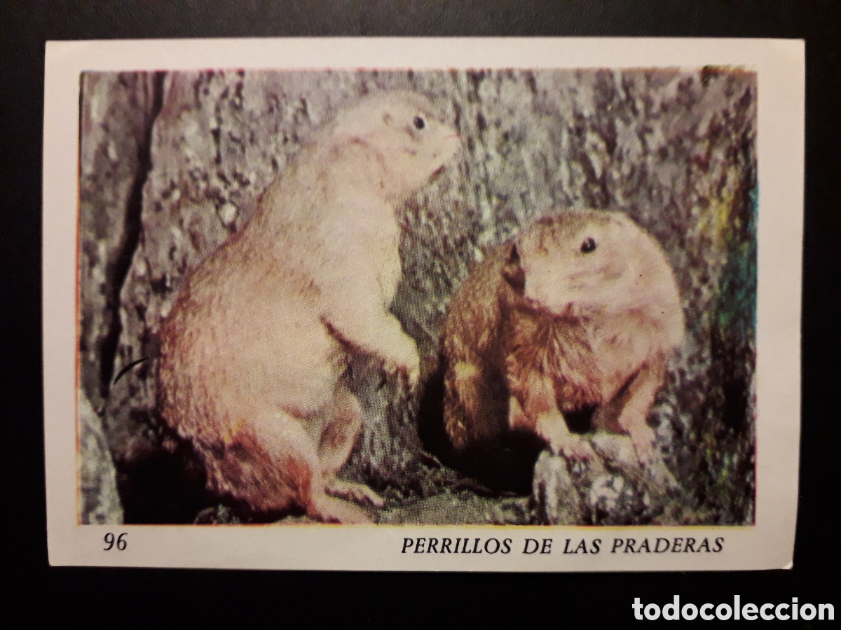 Collezionismo Figurine antiche: PERRILLOS DE LAS PRADERAS EL MUNDO DE LOS VERTEBRADOS N&deg; 96 COLED SA 1970 SIN PEGAR PEDIDO M&Iacute;NIMO 3&euro;