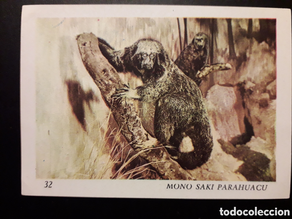 Colecionismo Cromos antigos: MONO SAKI EL MUNDO DE LOS VERTEBRADOS N&deg; 32 COLED SA 1970 DESPEGADO PEDIDO M&Iacute;NIMO 3&euro;.