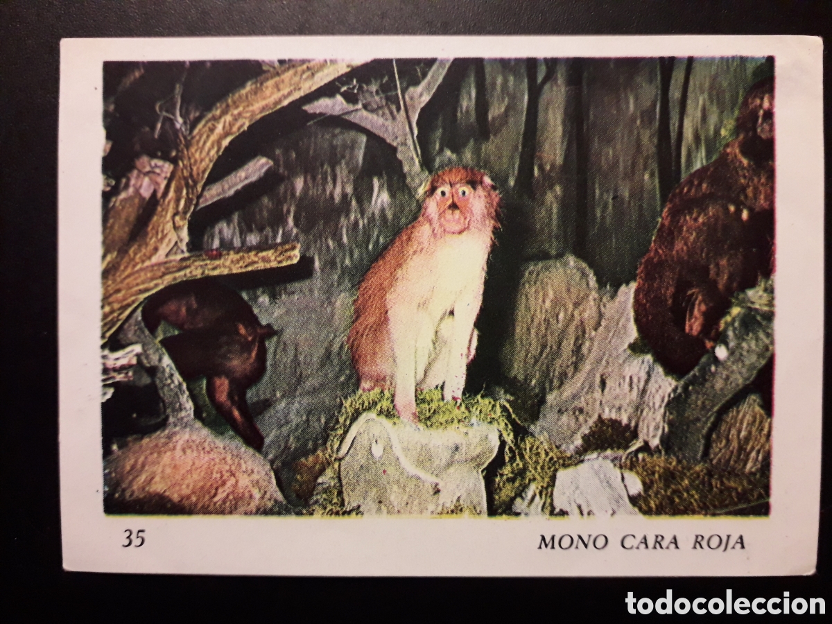 Colecionismo Cromos antigos: MONO CARA ROJA EL MUNDO DE LOS VERTEBRADOS N&deg; 35 COLED SA 1970 DESPEGADO PEDIDO M&Iacute;NIMO 3&euro;