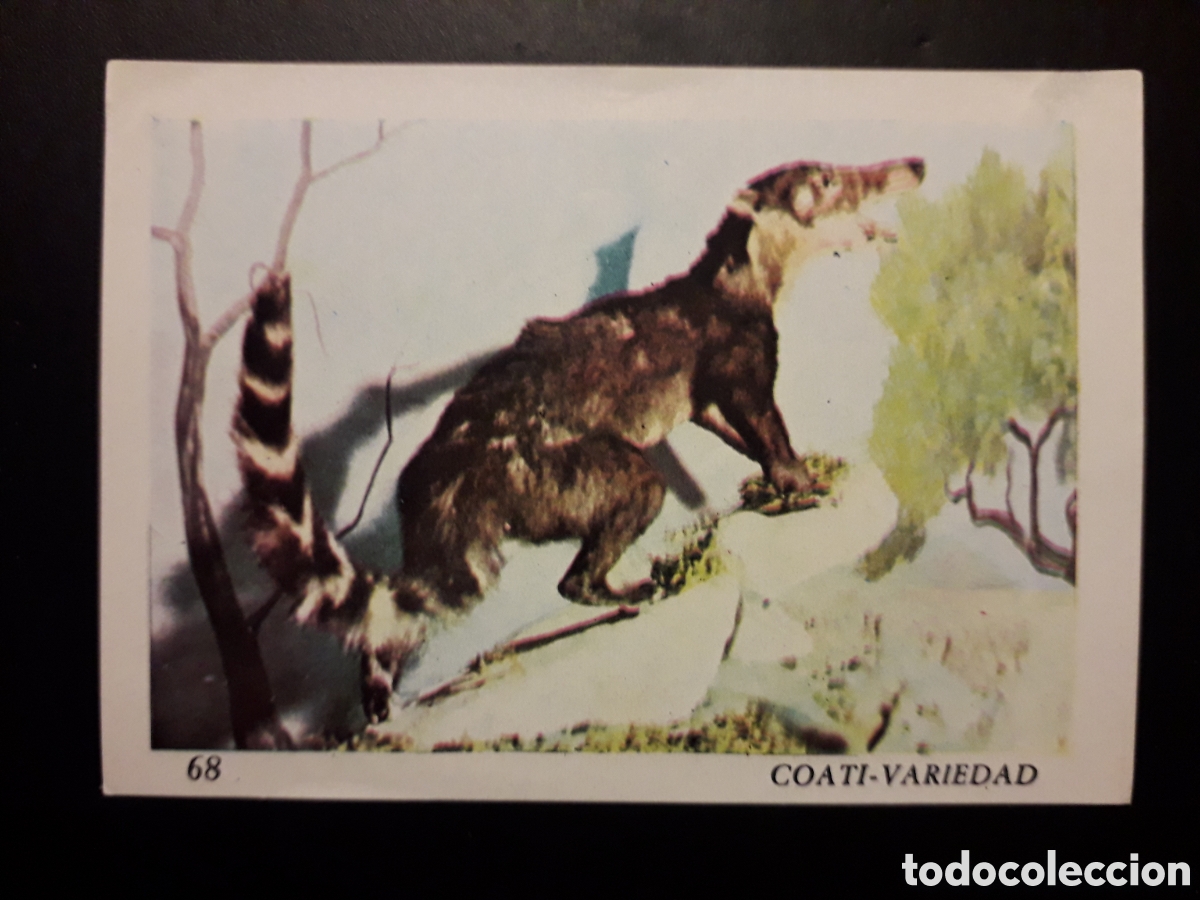 Colecionismo Cromos antigos: COAT&Iacute;, EL MUNDO DE LOS VERTEBRADOS N&deg; 68 COLED SA 1970 DESPEGADO PEDIDO M&Iacute;NIMO 3&euro;
