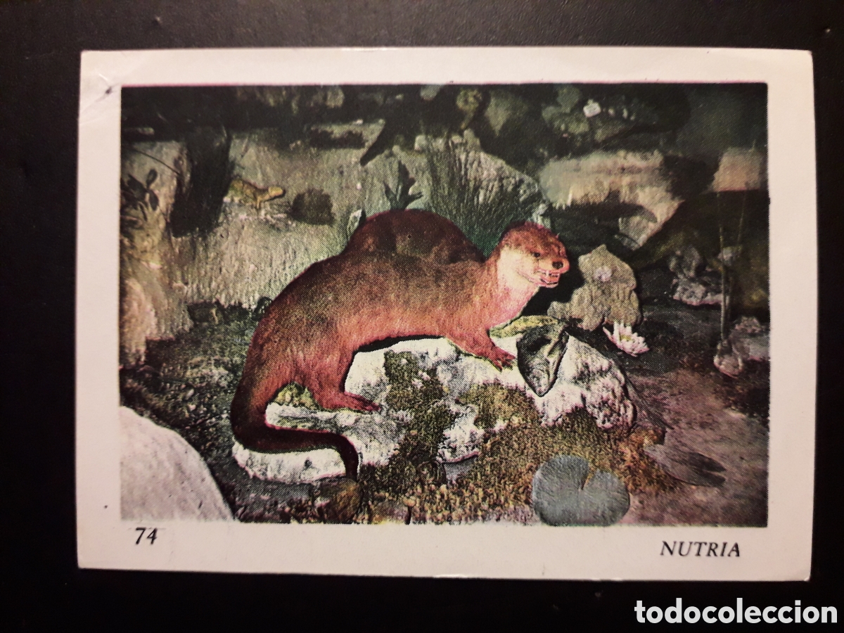 Colecionismo Cromos antigos: NUTRIA, EL MUNDO DE LOS VERTEBRADOS N&deg; 74 COLED SA 1970 DESPEGADO, PUNTO DE AGUJA PEDIDO M&Iacute;NIMO 3&euro;