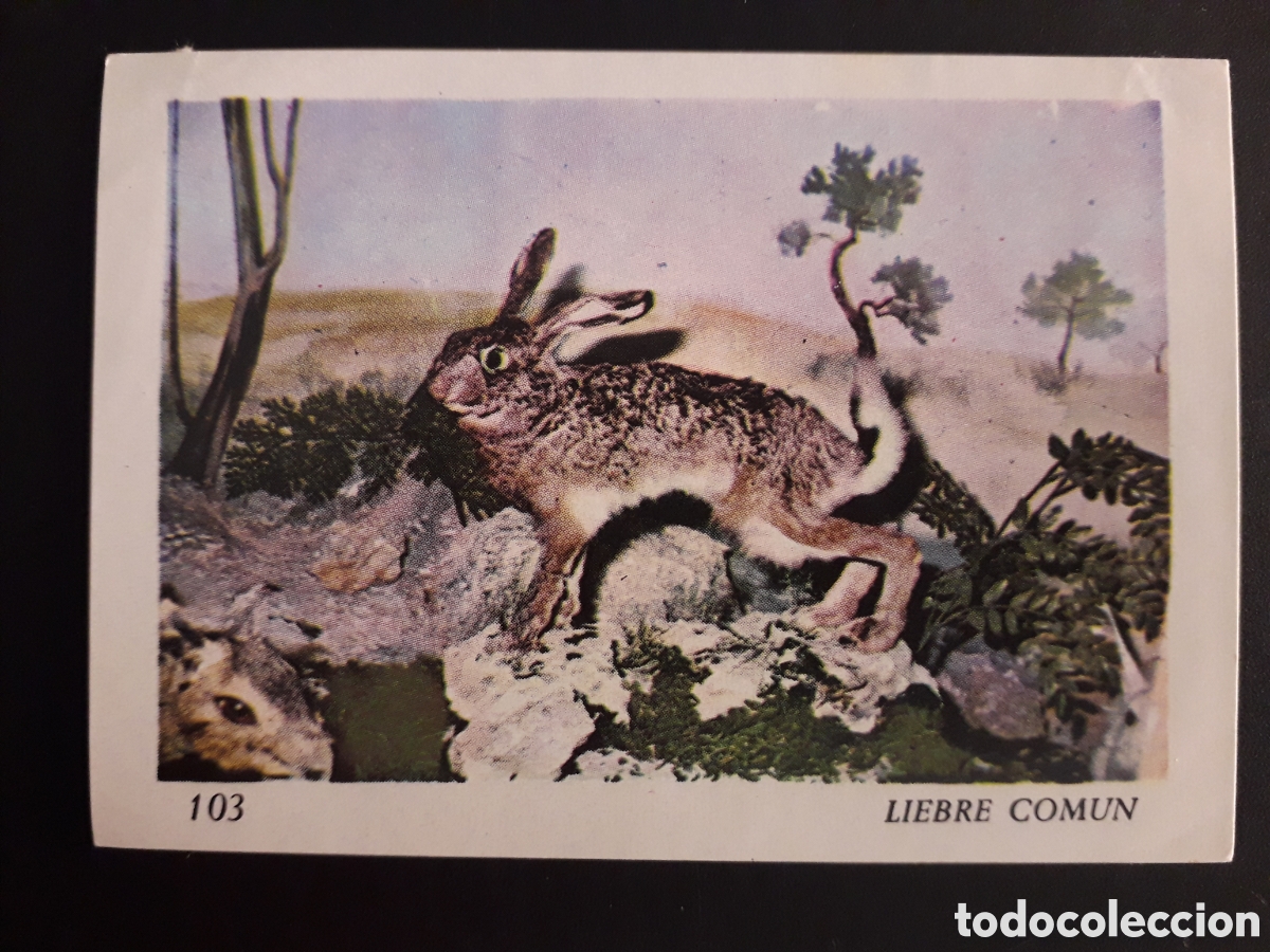 Colecionismo Cromos antigos: LIEBRE COM&Uacute;N, EL MUNDO DE LOS VERTEBRADOS N&deg; 103 COLED SA 1970 DESPEGADO PEDIDO M&Iacute;NIMO 3&euro;