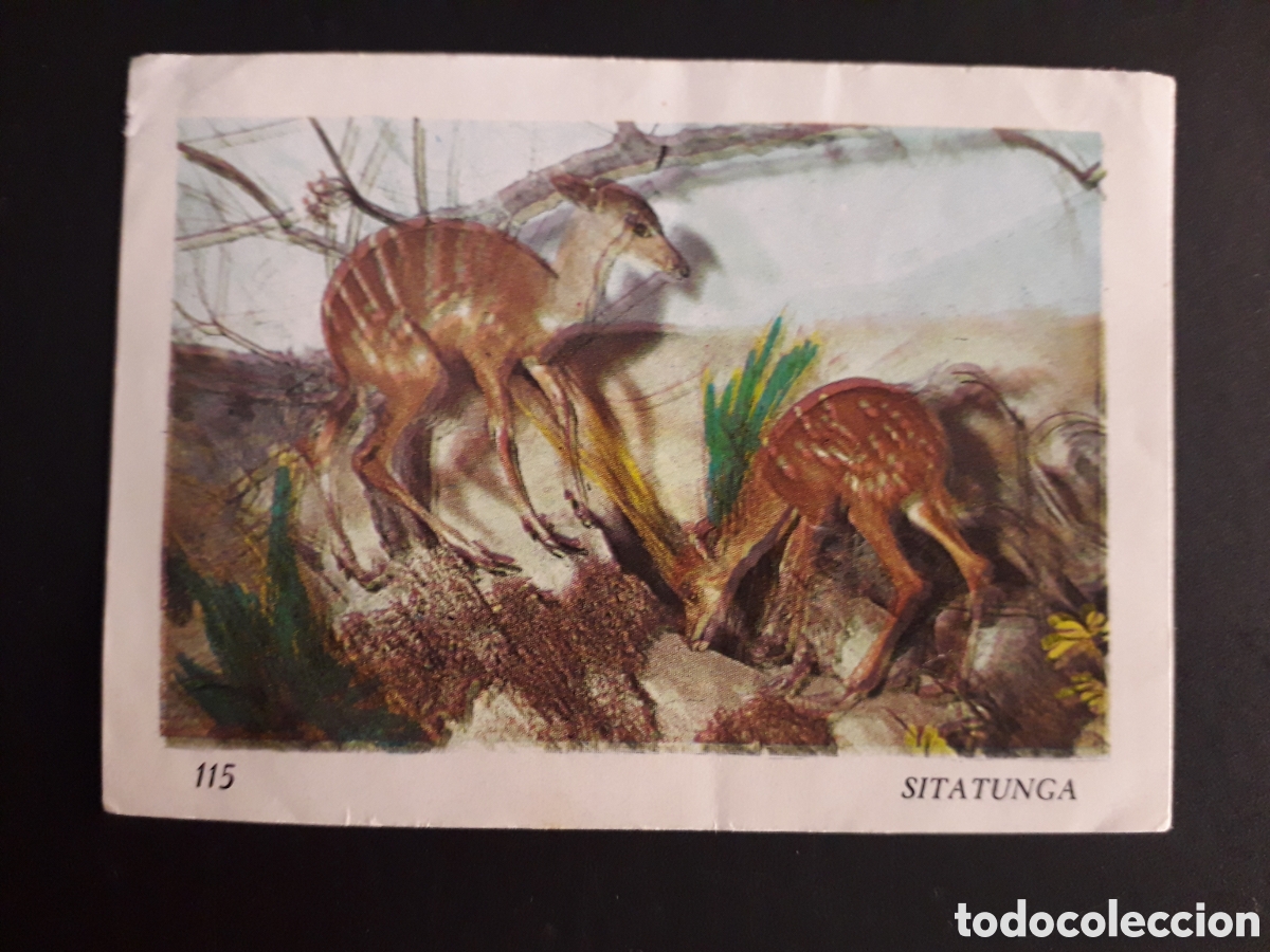 Colecionismo Cromos antigos: SITATUNGA, EL MUNDO DE LOS VERTEBRADOS N&deg; 115 COLED SA 1970 DESPEGADO PEDIDO M&Iacute;NIMO 3&euro;