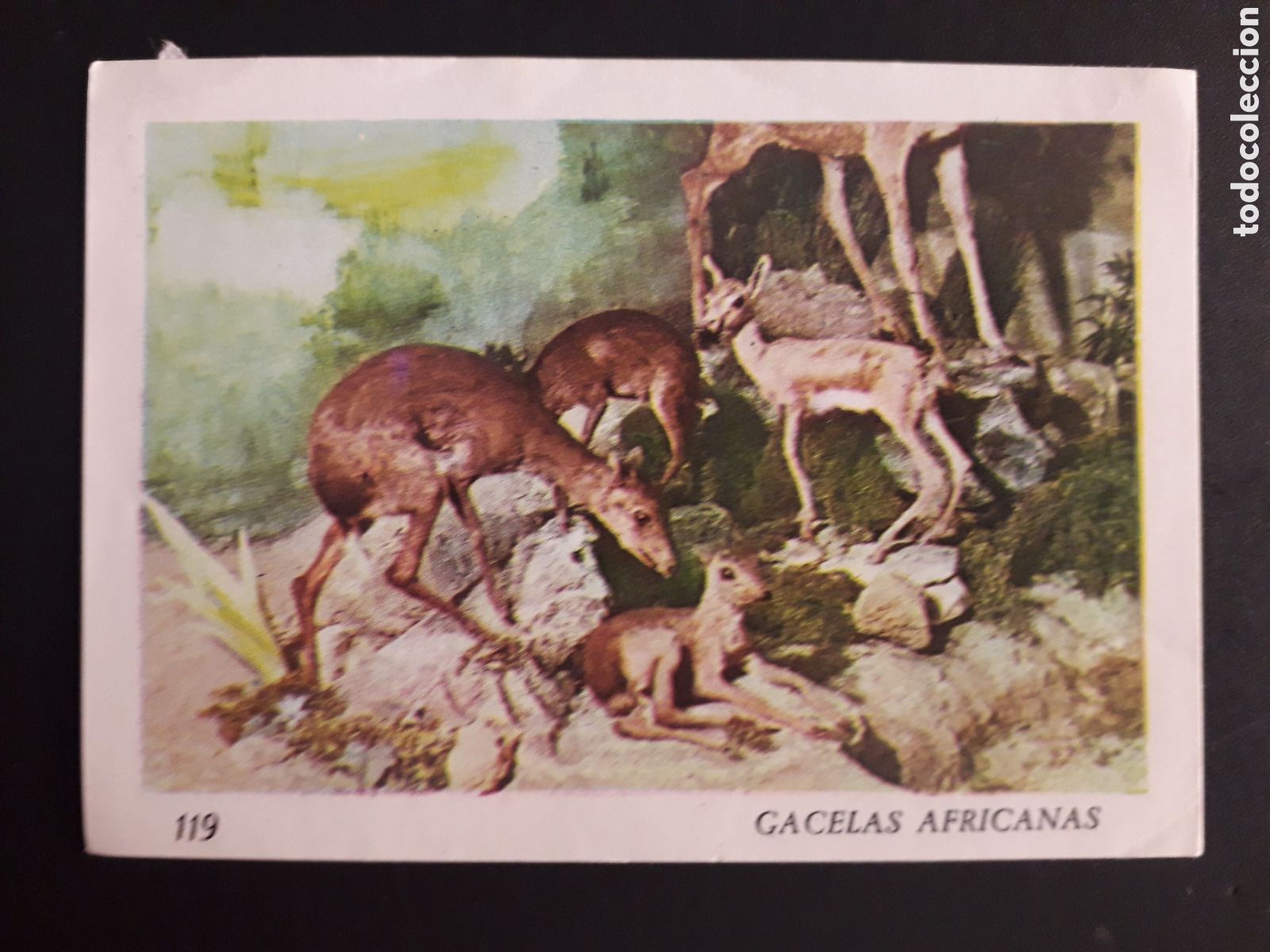 Colecionismo Cromos antigos: GACELAS AFRICANAS, EL MUNDO DE LOS VERTEBRADOS N&deg; 119 COLED SA 1970 DESPEGADO PEDIDO M&Iacute;NIMO 3&euro;
