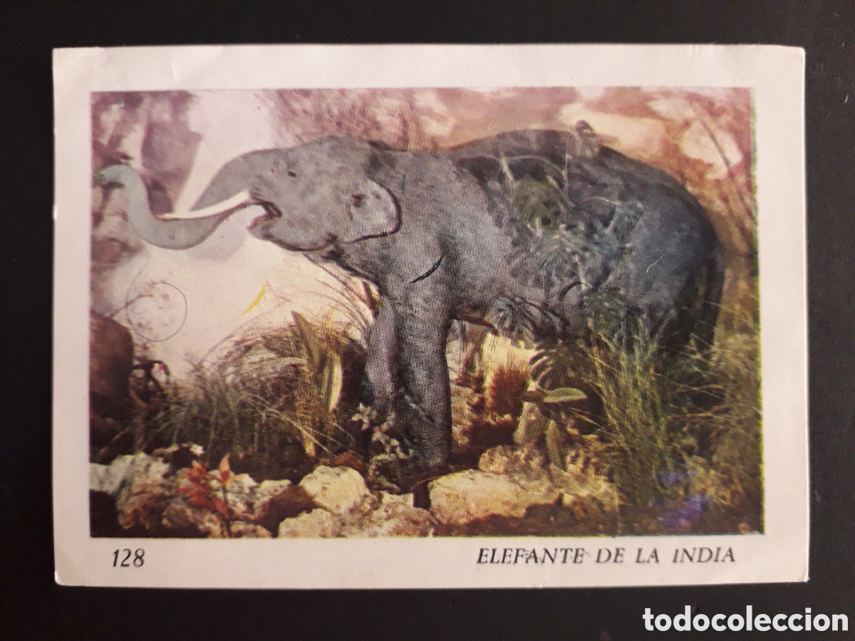 Colecionismo Cromos antigos: ELEFANTE DE LA INDIA, EL MUNDO DE LOS VERTEBRADOS N&deg; 128 COLED SA 1970 DESPEGADO PEDIDO M&Iacute;NIMO 3&euro;