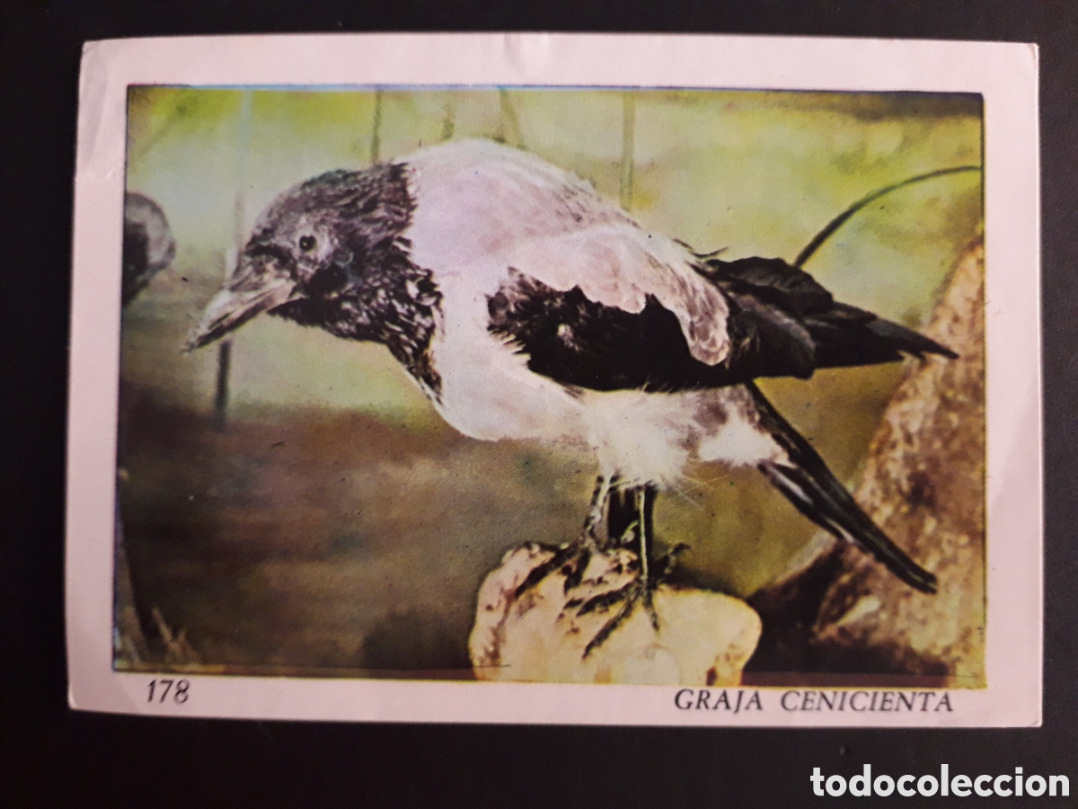 Colecionismo Cromos antigos: GRAJA CENICIENTA, EL MUNDO DE LOS VERTEBRADOS N&deg; 178 COLED SA 1970 DESPEGADO PEDIDO M&Iacute;NIMO 3&euro;