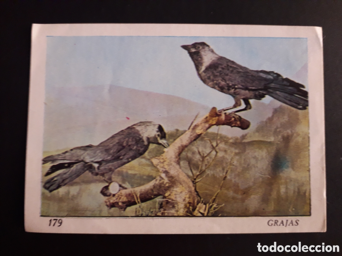 Colecionismo Cromos antigos: GRAJAS, EL MUNDO DE LOS VERTEBRADOS N&deg; 179 COLED SA 1970 DESPEGADO PEDIDO M&Iacute;NIMO 3&euro;.