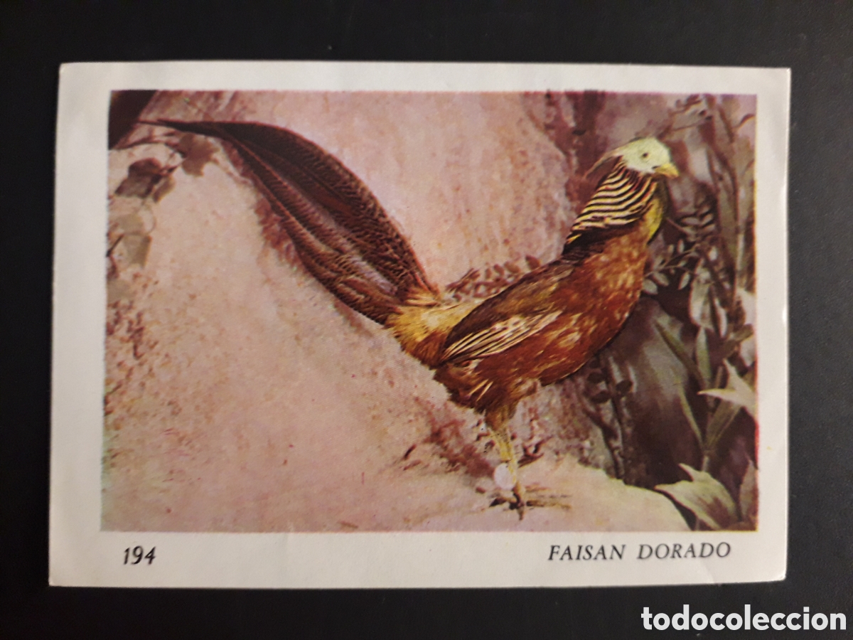 Colecionismo Cromos antigos: FAIS&Aacute;N DORADO, EL MUNDO DE LOS VERTEBRADOS N&deg; 194 COLED SA 1970 DESPEGADO PEDIDO M&Iacute;NIMO 3&euro;