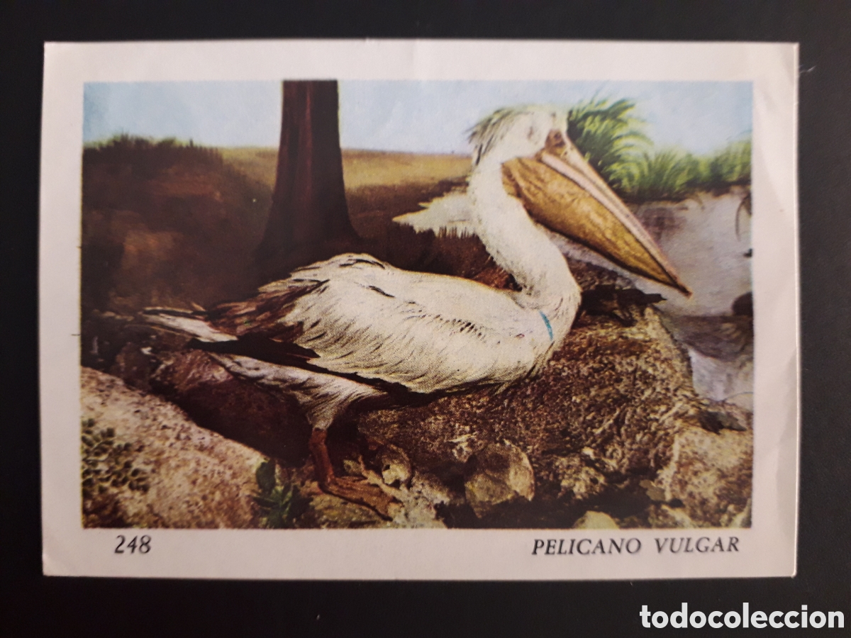 Colecionismo Cromos antigos: PEL&Iacute;CANO, EL MUNDO DE LOS VERTEBRADOS N&deg; 248 COLED SA 1970 DESPEGADO PEDIDO M&Iacute;NIMO 3&euro;
