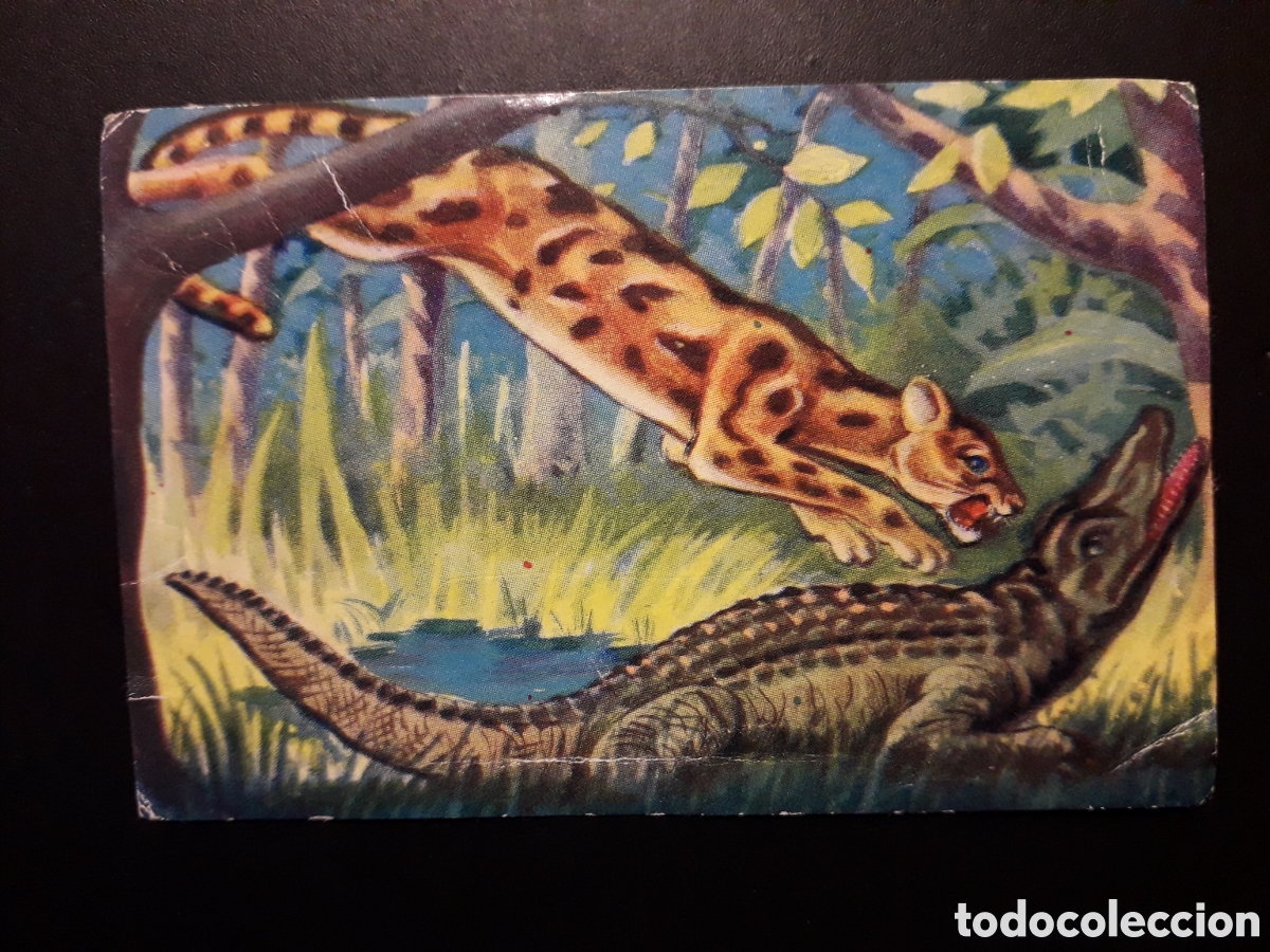 Coleccionismo Cromos antiguos: JAGUAR, CAIM&Aacute;N, DE LA SELVA MISTERIOSA A LOS ABISMOS DEL MAR FHER 1956 N&deg; 240 DESP PEDIDO M&Iacute;NIMO 3&euro;