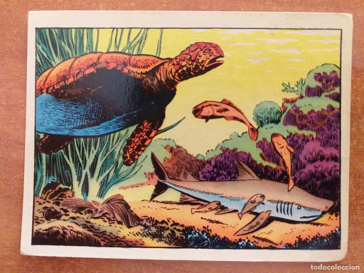 Coleccionismo cromos antiguos: CROMO PECES R&Eacute;MORA Y TIBUR&Oacute;N - N&ordm; 38