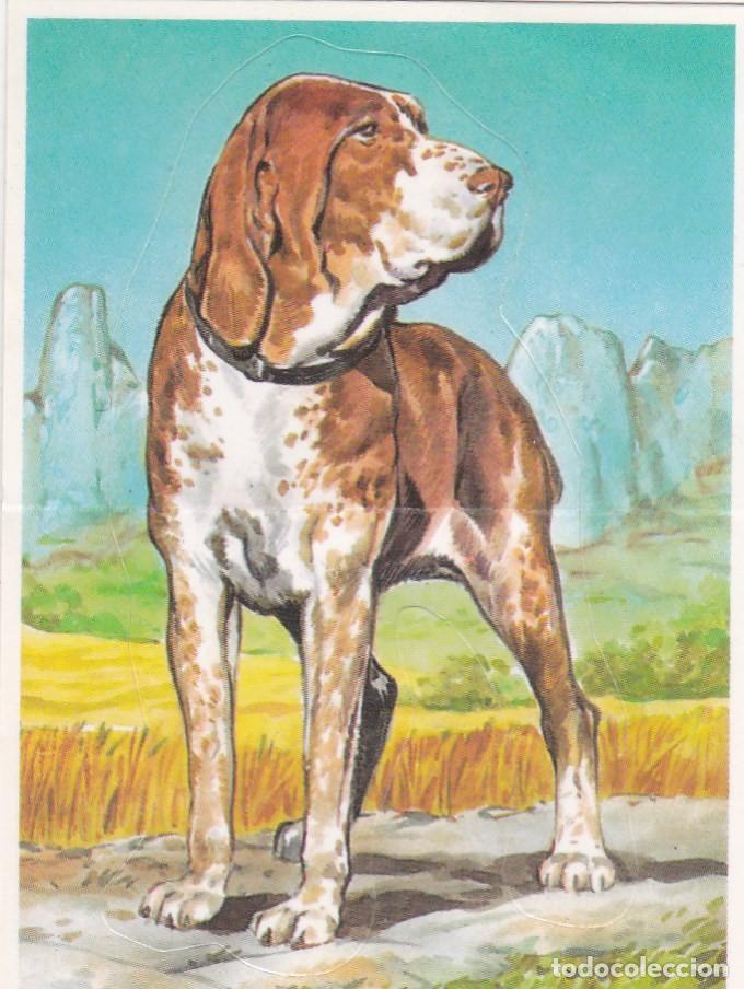 Coleccionismo Cromos antiguos: CROMO BOLLYCAO TROQUELADO. &rdquo;TU MEJOR AMIGO&rdquo;. N&ordm; 8 PERRO PERDIGUERO DE BURGOS - PEGATINA
