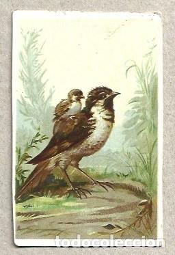 Coleccionismo cromos antiguos: CROMO DE PAJAROS ESTUVO PEGADOS - Foto 1