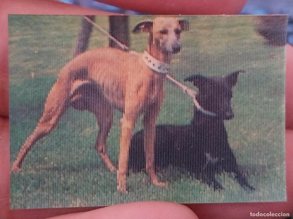 Coleccionismo Cromos antiguos: PANRICO GALGO PASTELITOS PROMO MUNDO ANIMALES TRES DIMENSIONES CROMO HOLOGRAMA N&ordm; 5 RECUPERADO