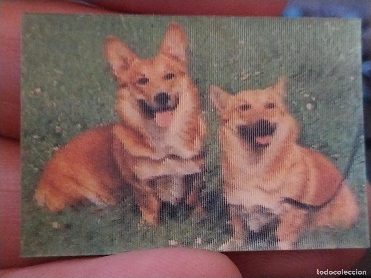 Coleccionismo Cromos antiguos: PANRICO CORGIE GALES PASTELITOS PROMO MUNDO ANIMALES TRES D CROMO HOLOGRAMA N&ordm; 4 RECUPERADO
