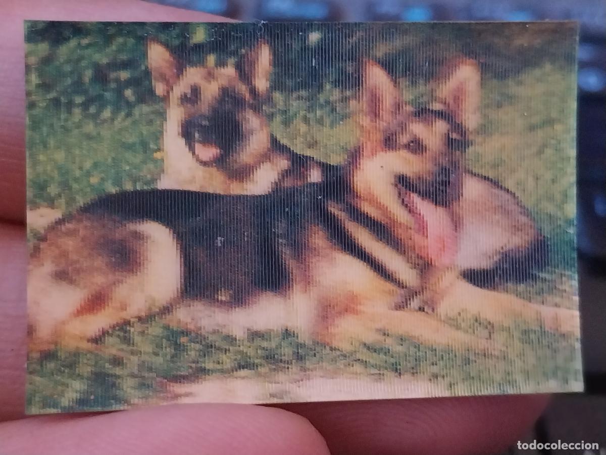 Coleccionismo Cromos antiguos: PANRICO PASTOR ALEMAN PASTELITOS PROMO MUNDO ANIMALES TRES D CROMO HOLOGRAMA N&ordm; 10 RECUPERADO