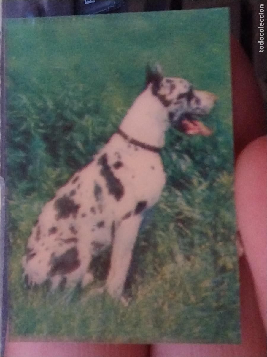Coleccionismo Cromos antiguos: PANRICO DOGO PASTELITOS PROMO MUNDO ANIMALES TRES DIMENSIONES CROMO N&ordm; 11 RECUPERADO